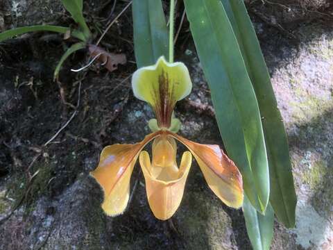 Sivun Paphiopedilum villosum (Lindl.) Stein kuva