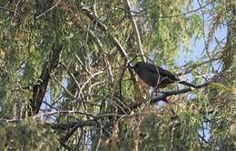 Image of Abyssinian Catbird