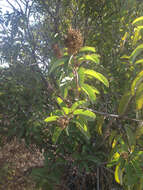 Image of laurel sumac