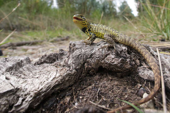 Image of Peracca's Whorltail Iguana