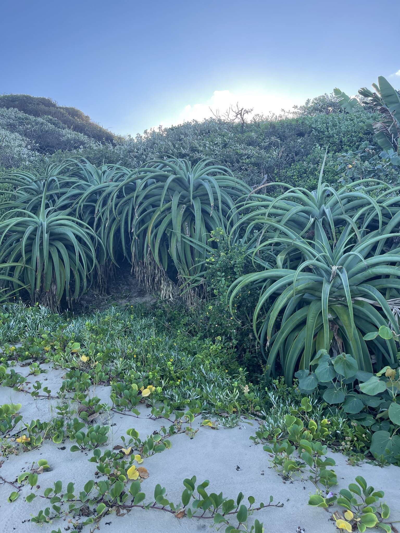 Aloe thraskii Baker resmi