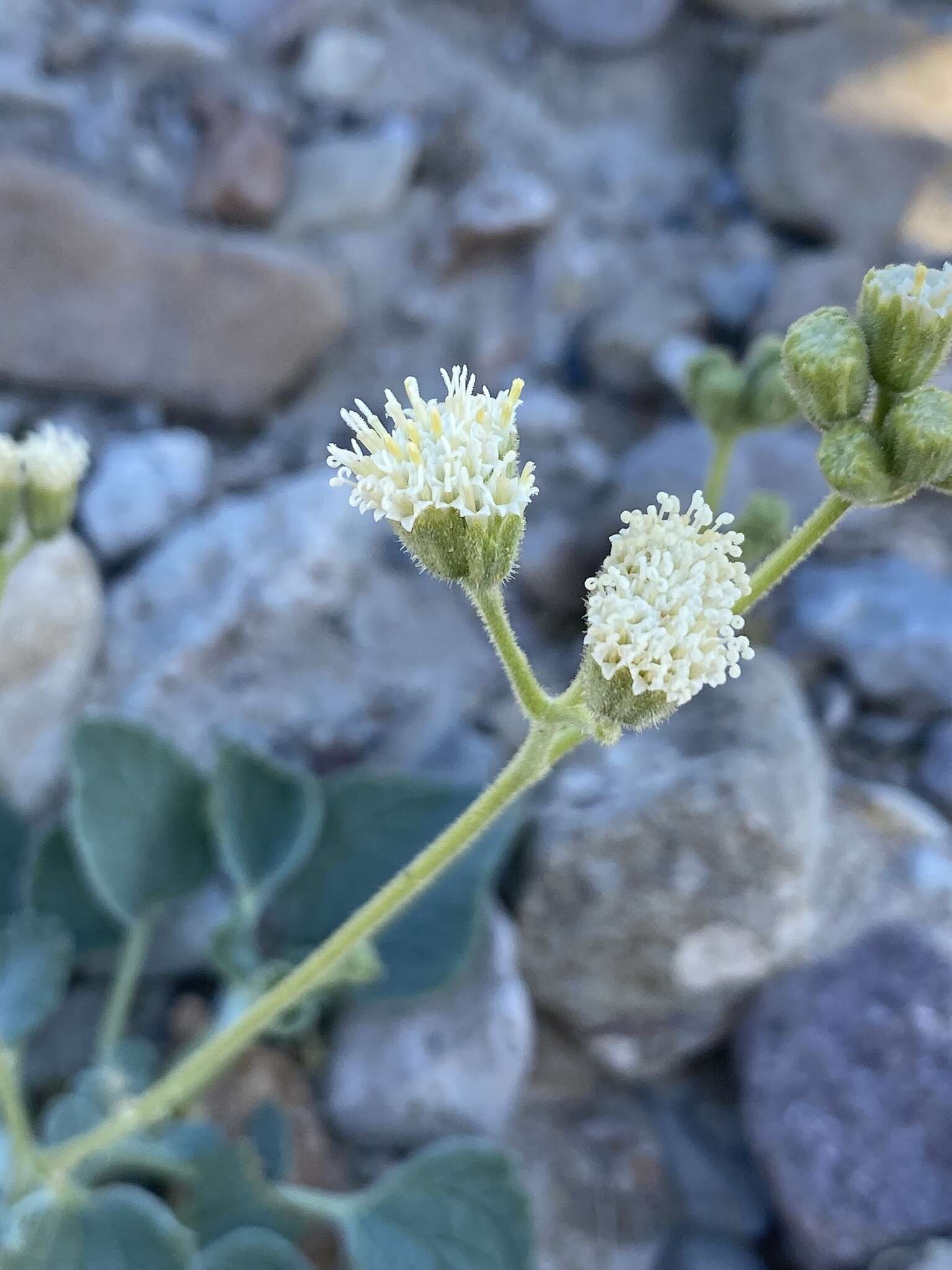 Слика од Psathyrotopsis scaposa (A. Gray) H. Rob.