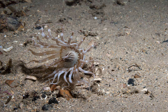 Image of scarce tube-dwelling anemone