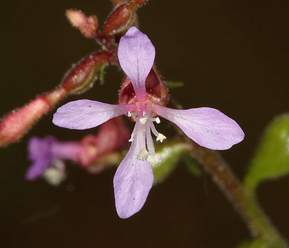 Clarkia heterandra (Torrey) H. Lewis & P. H. Raven resmi