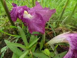 Image of Mauve ginger