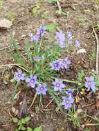 Image of Sisyrinchium ensigerum E. P. Bicknell