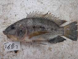 Image of Redeye tilapia