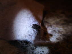 Image of Cribrate Weevil