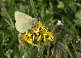 Imagem de Colias canadensis Ferris 1982