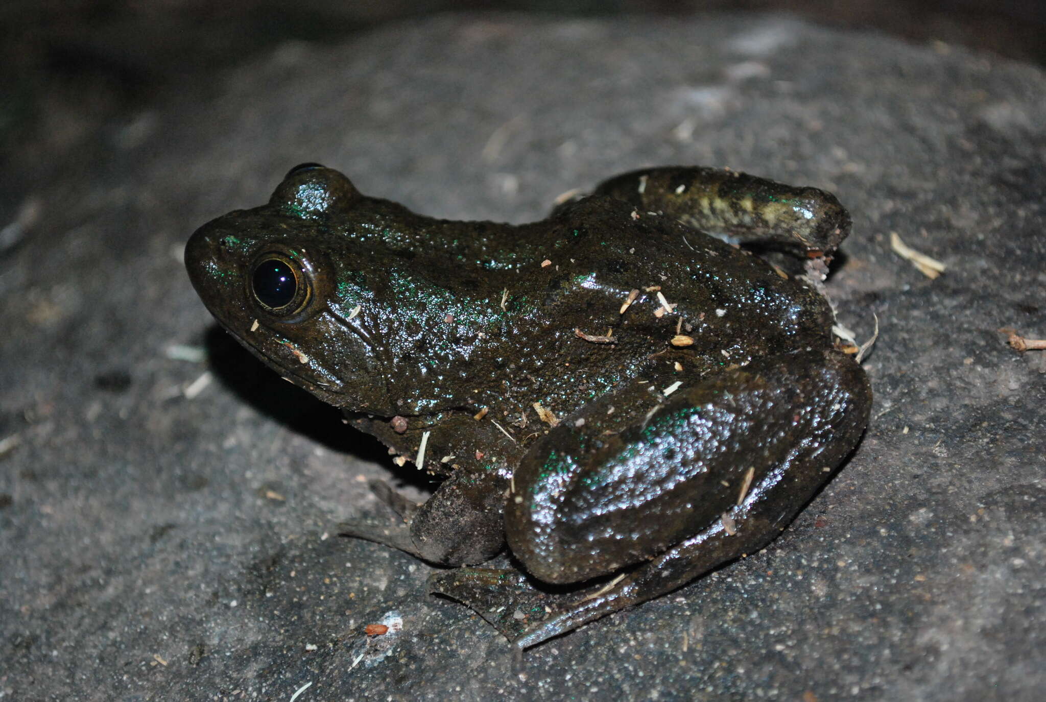 Image of Lithobates psilonota (Webb 2001)