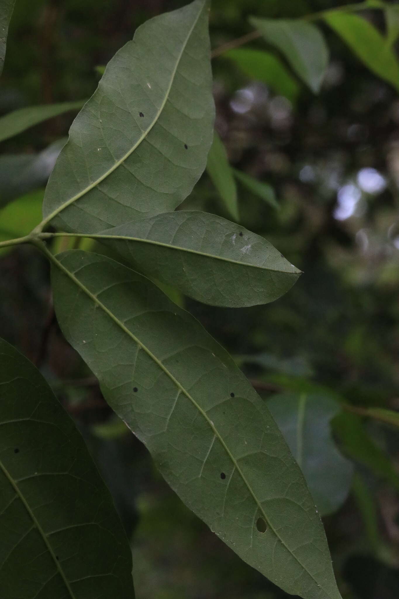 Dysoxylum mollissimum subsp. molle (Miq.) D. J. Mabberley的圖片