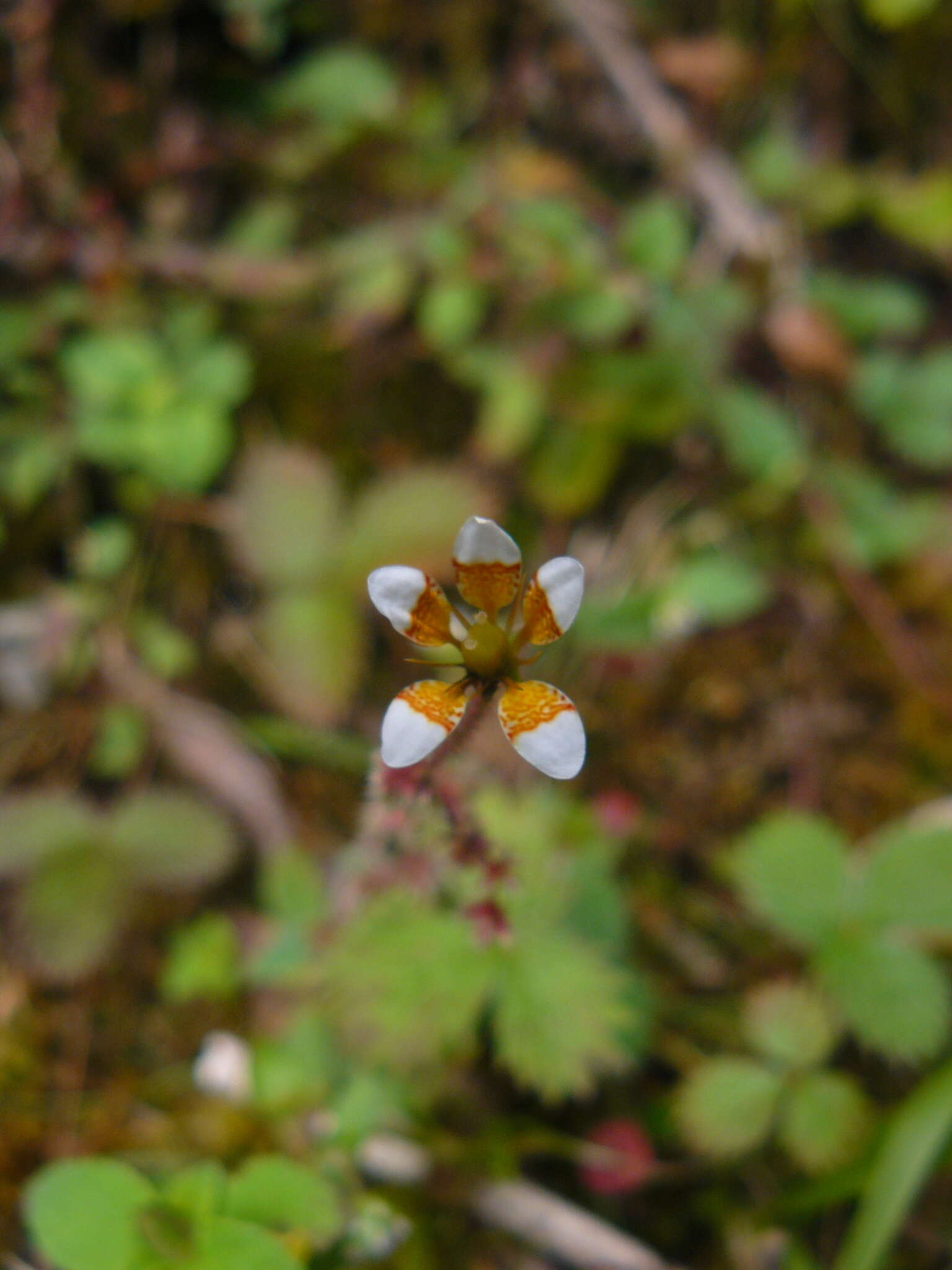 Image of Saxifraga strigosa Wall.