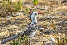Image of Tanzanian Red-billed Hornbill