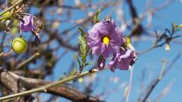 Image of Parish's nightshade