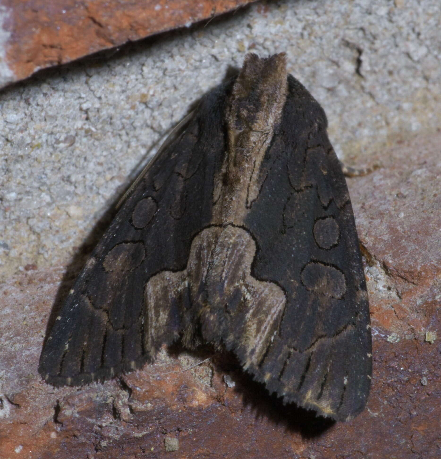 Image de Dypterygia rozmani Berio