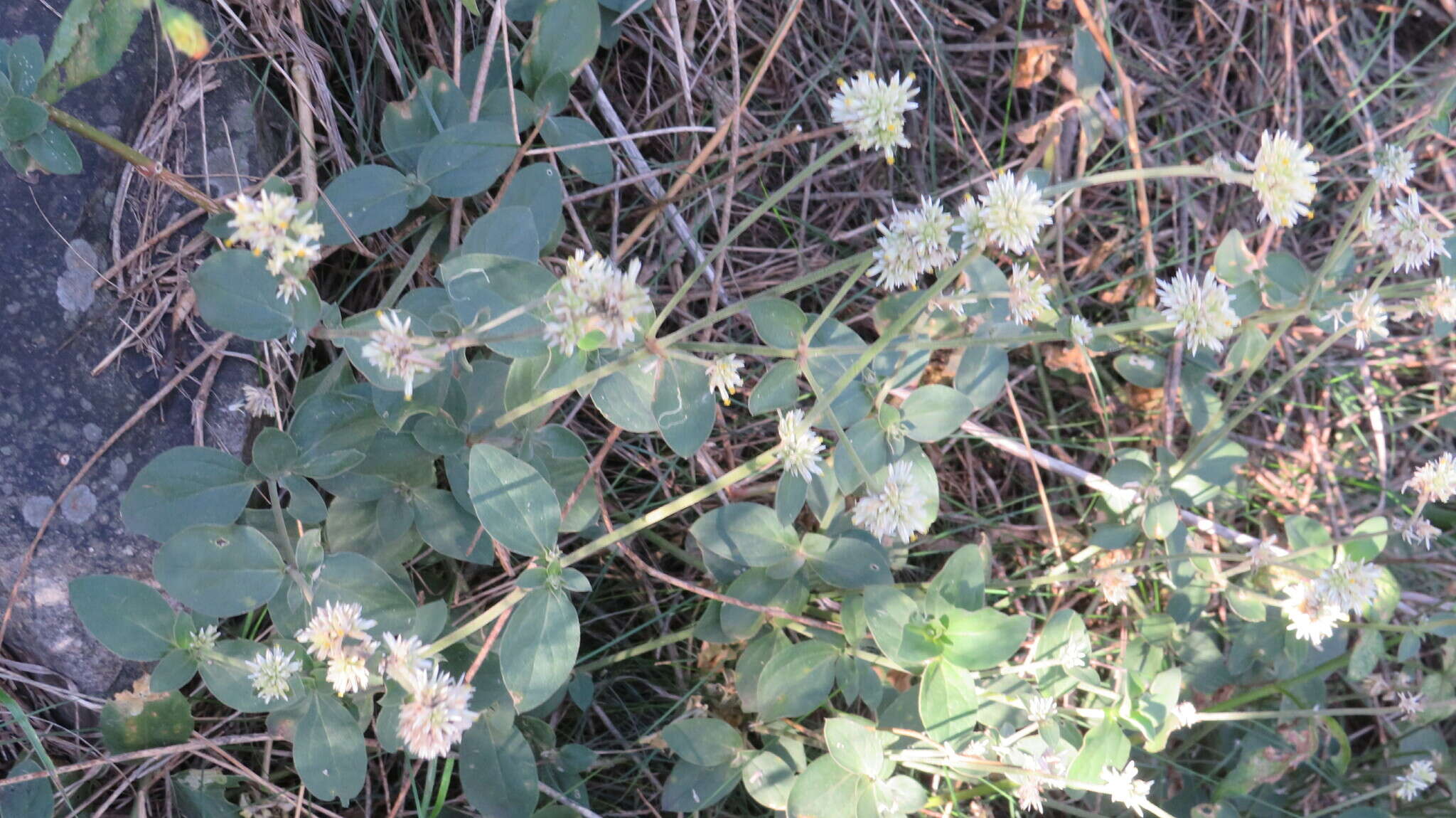 Image of Gomphrena perennis L.