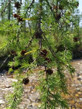 Image of Dahurian Larch