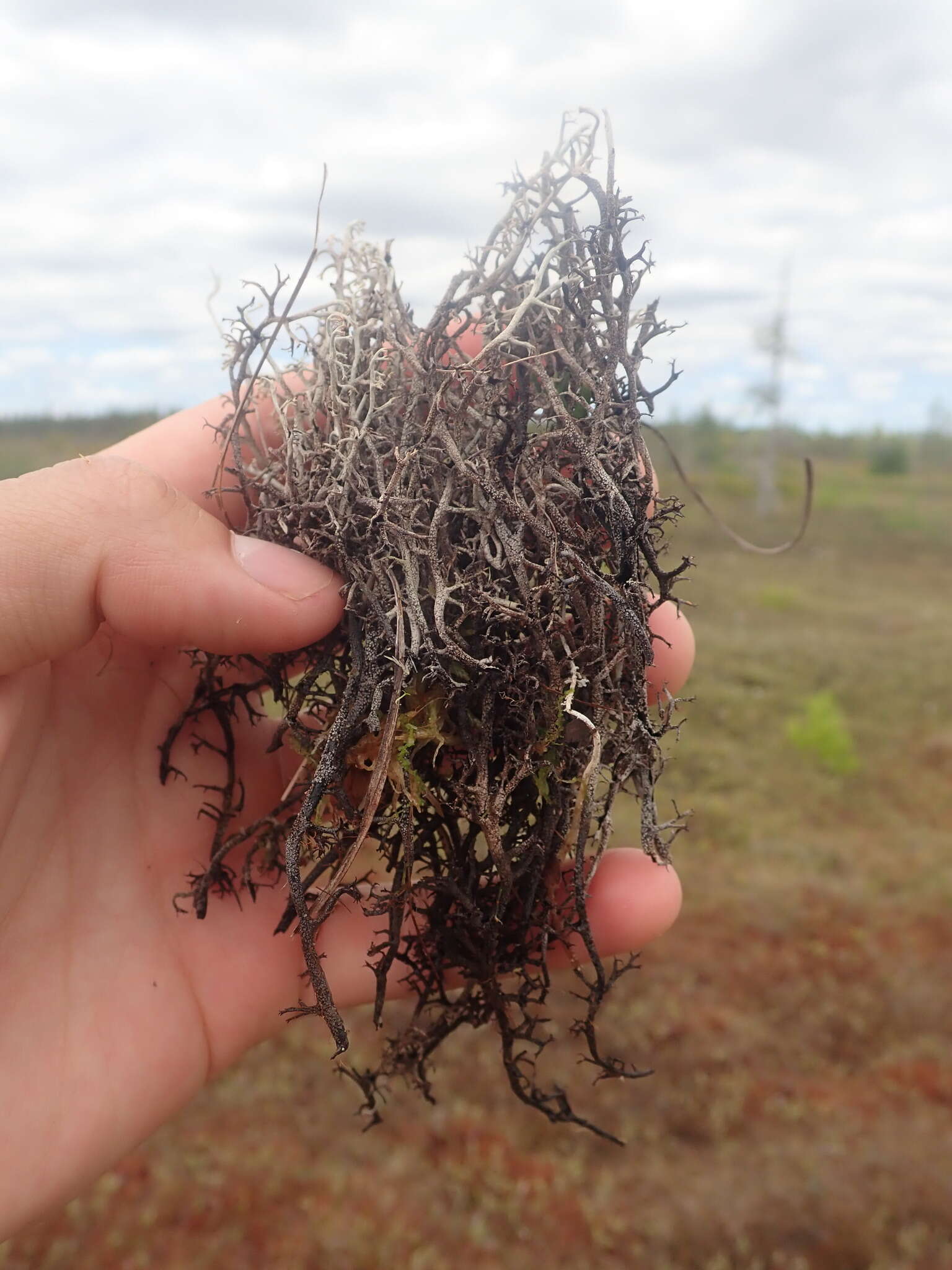 Imagem de Cladonia stygia (Fr.) Ruoss