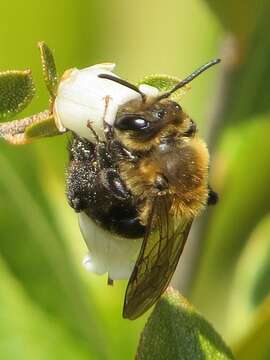 Imagem de Andrena vicina Smith 1853