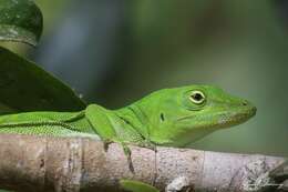 Anolis biporcatus (Wiegmann 1834)的圖片