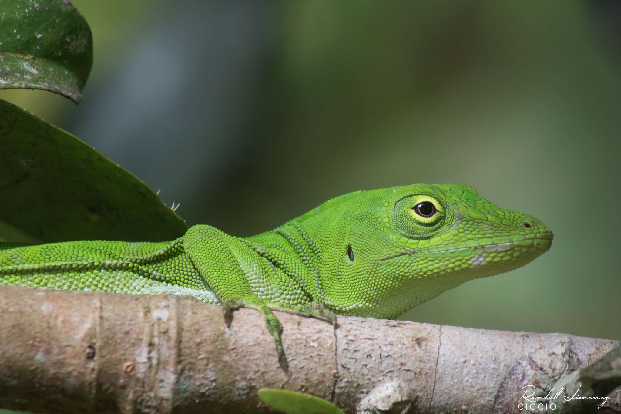 Imagem de Anolis biporcatus (Wiegmann 1834)