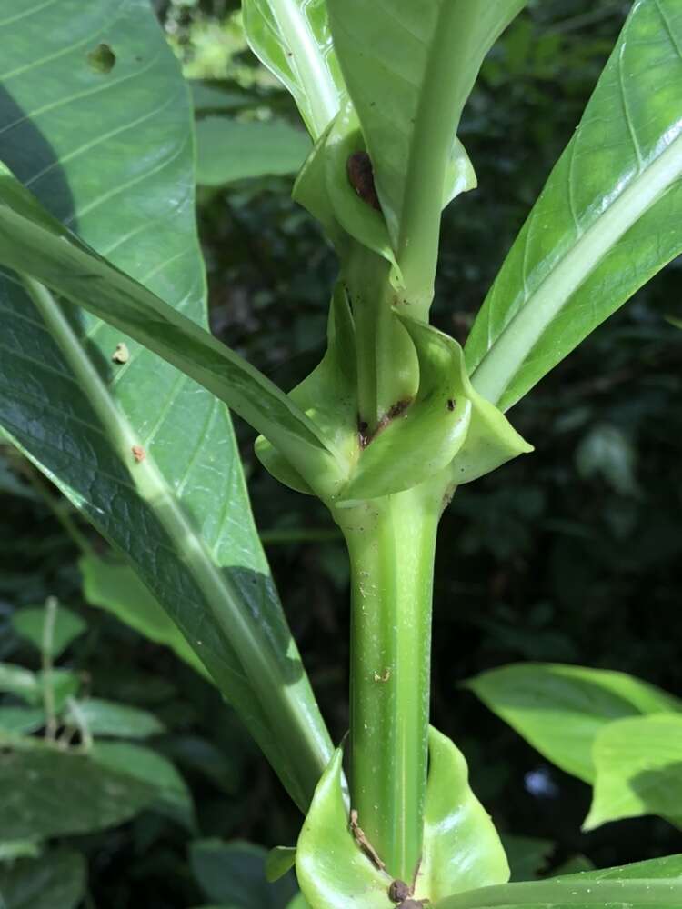 Image de Psychotria grandis Sw.