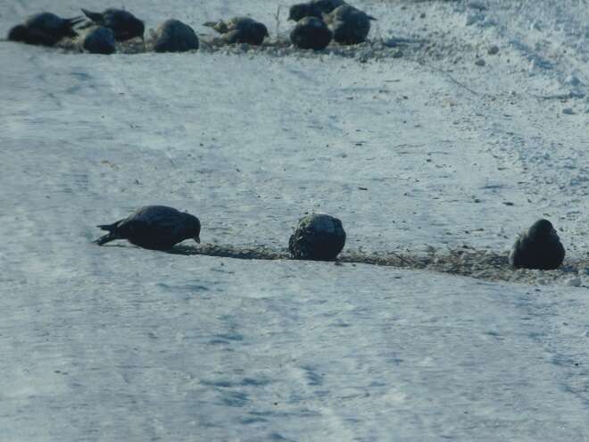 Image of Black Lark