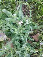 Image of Matthiola parviflora (Schousb.) W. T. Aiton