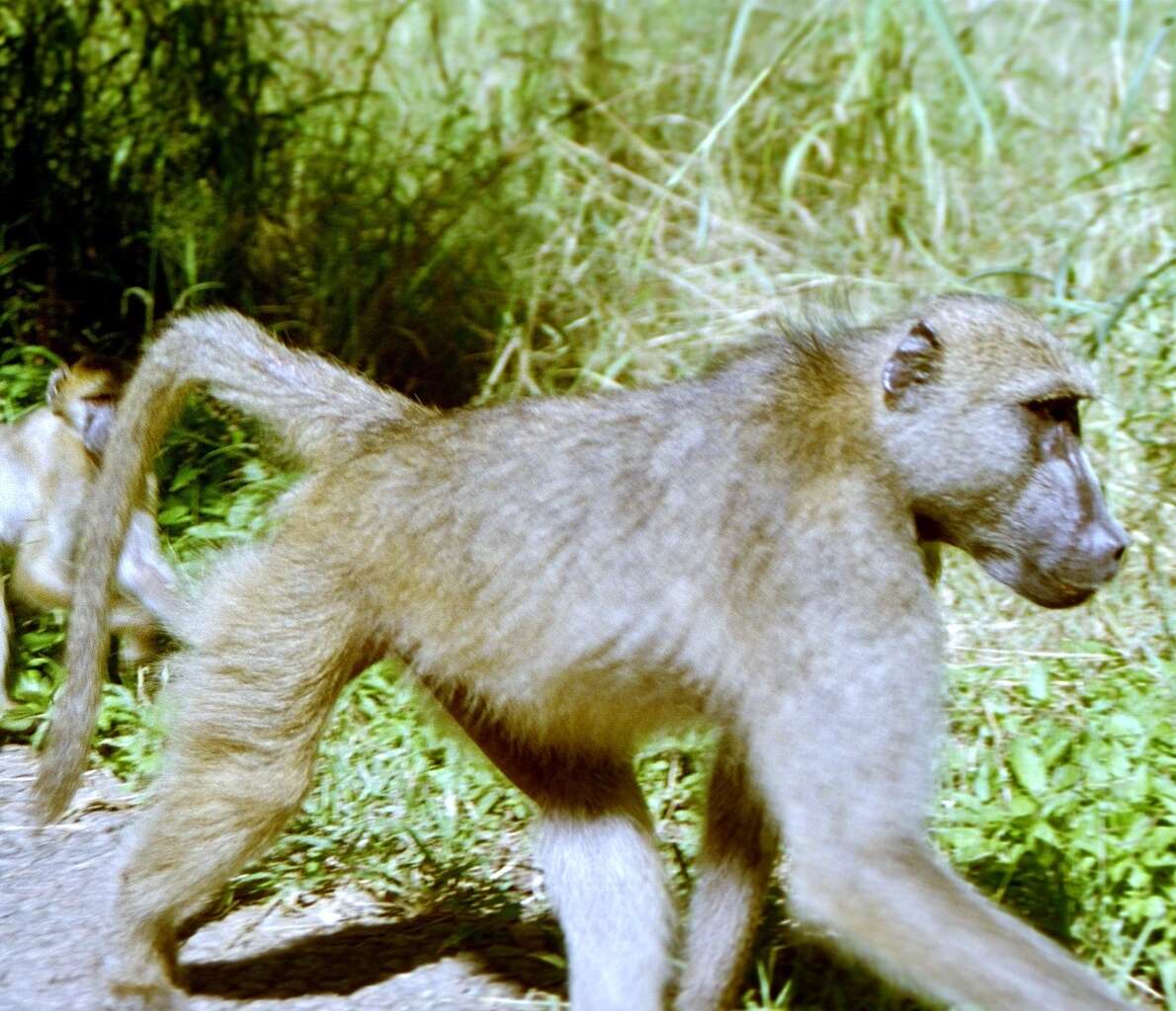 Image of Chacma Baboon