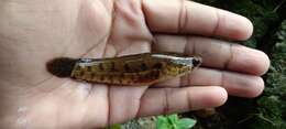 Image of Spotted snakehead