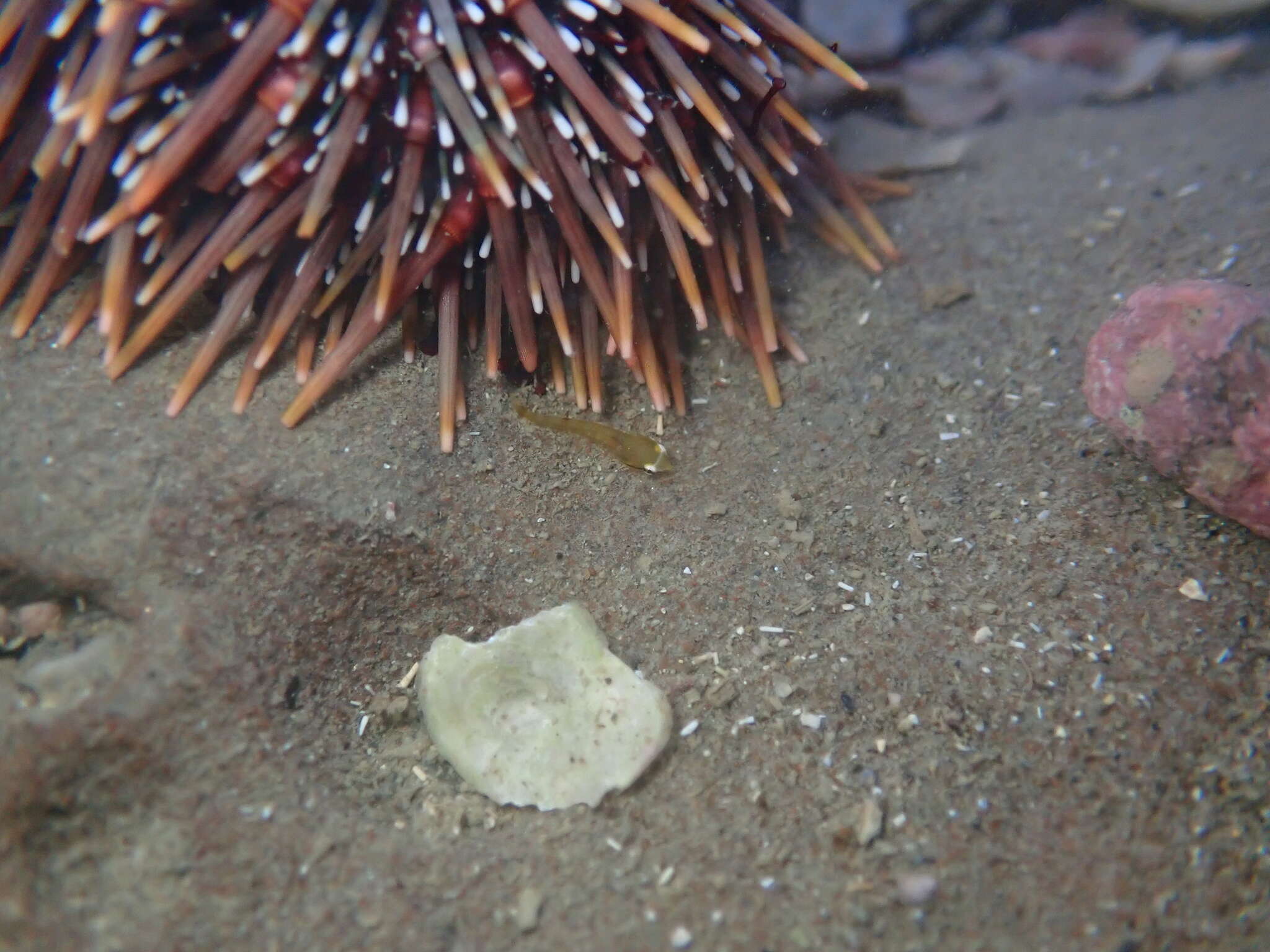 Image of Hector's clingfish