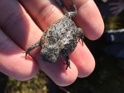 Image of Mountain Rain Frog