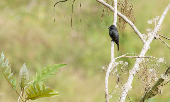 Contopus fumigatus ardosiacus (Lafresnaye 1844)的圖片