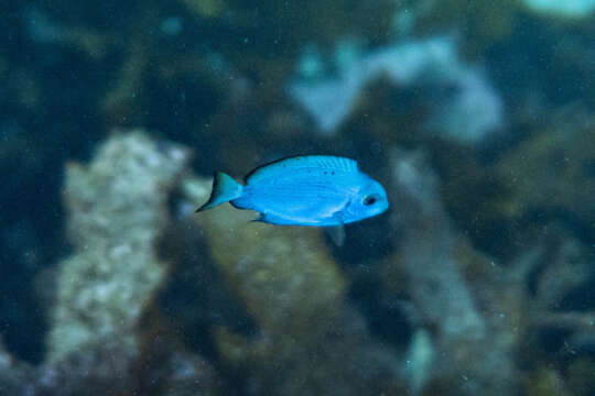 Image of Bleeker's Surgeonfish