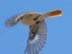 Image of Red-tailed Shrike