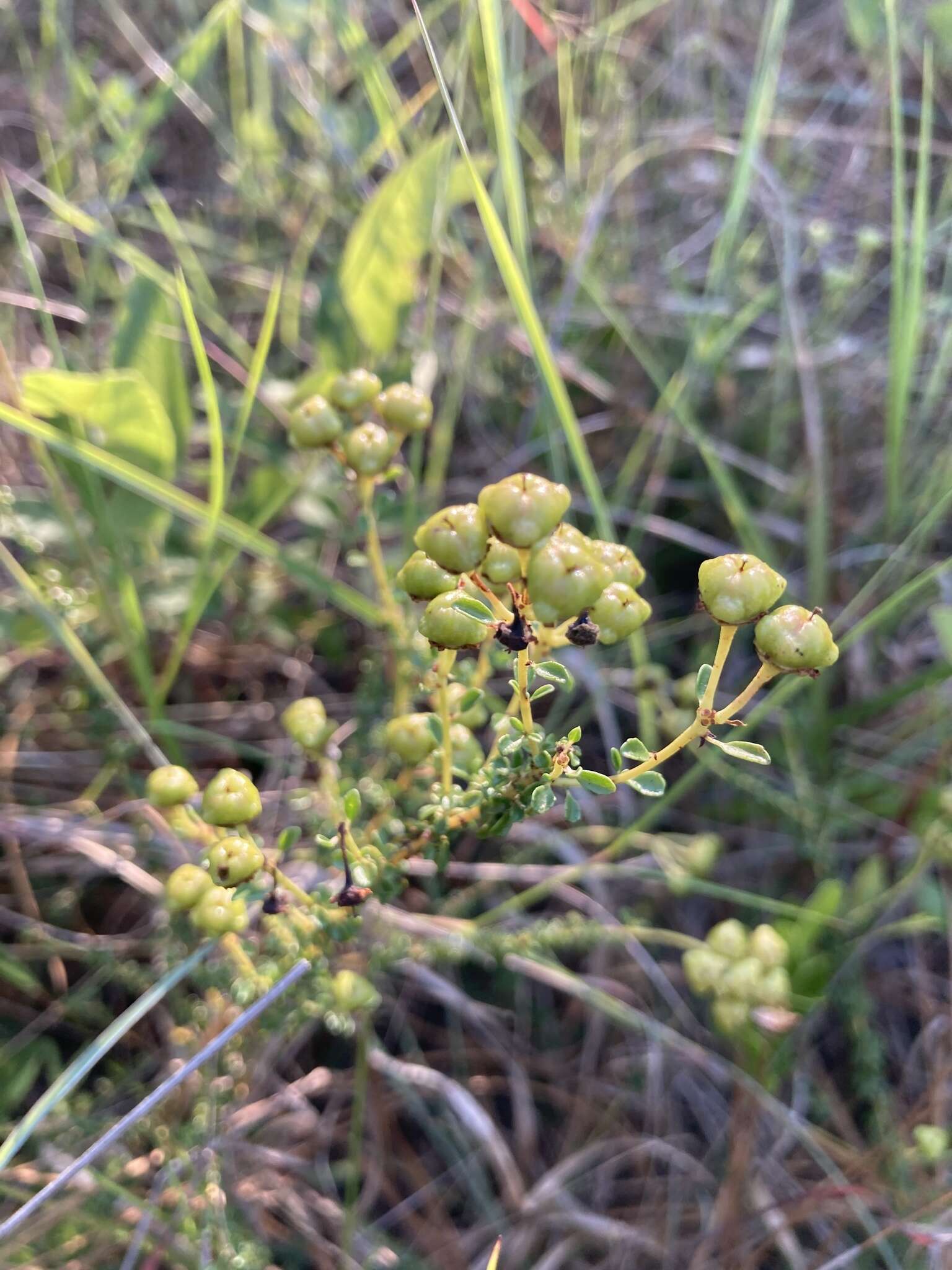 Image of littleleaf buckbrush