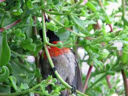 Image of Greater Double-collared Sunbird