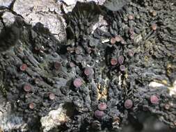 Collema nigrescens (Huds.) DC. resmi