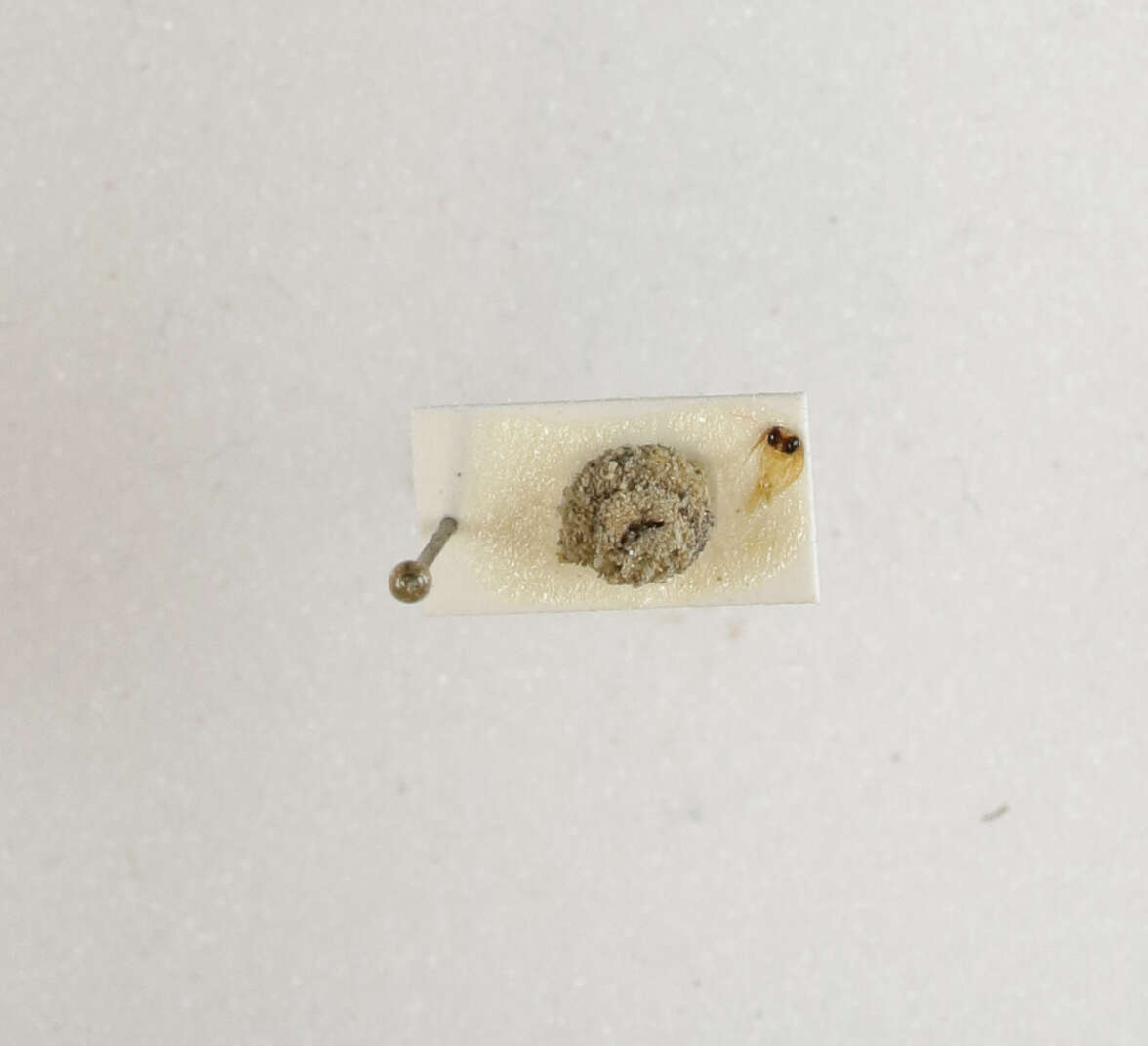 Image of Apterona helicoidella (Vallot 1827)