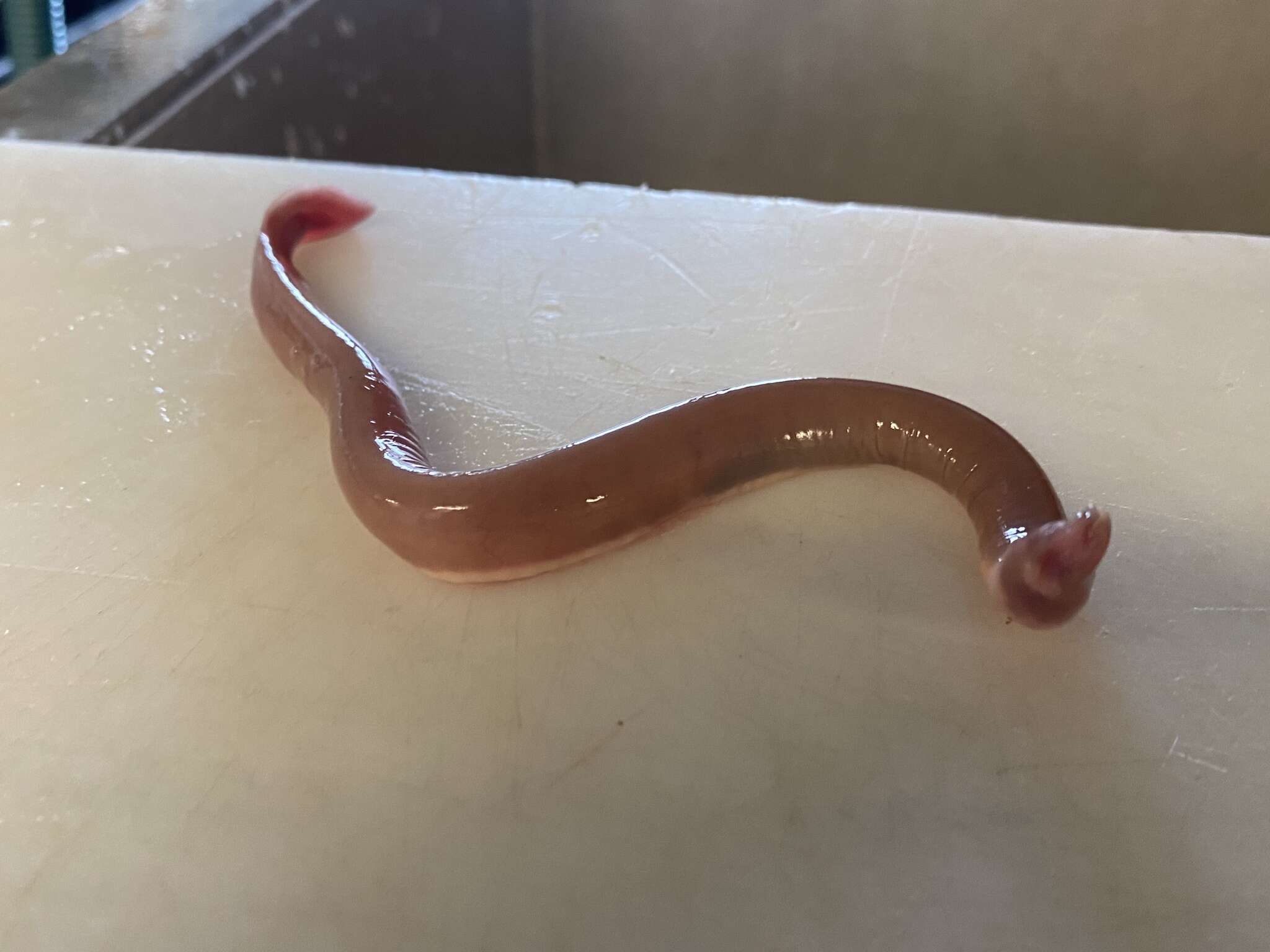 Image of Atlantic Hagfish