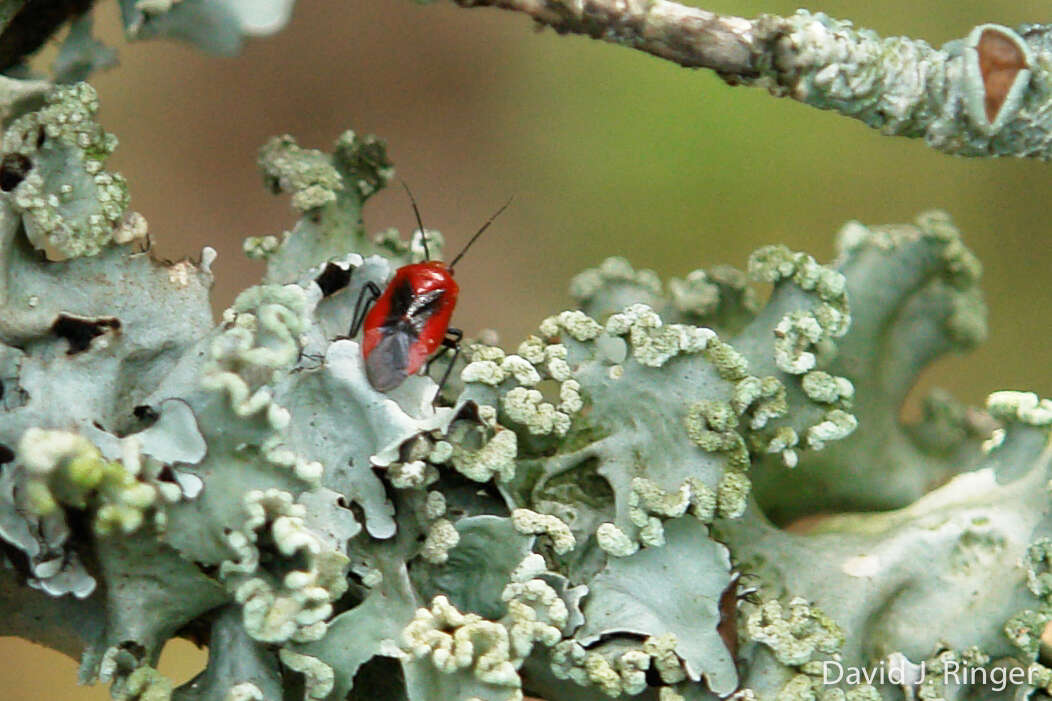 Tropidosteptes cardinalis Uhler 1878的圖片