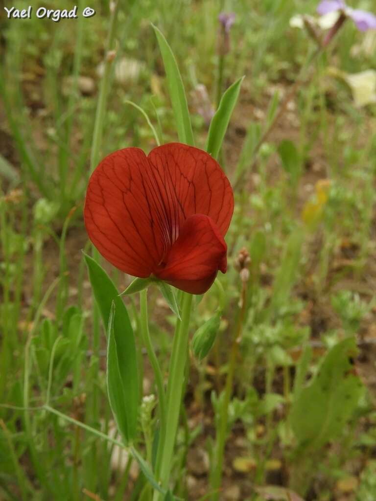 Imagem de Lathyrus pseudocicera Pamp.