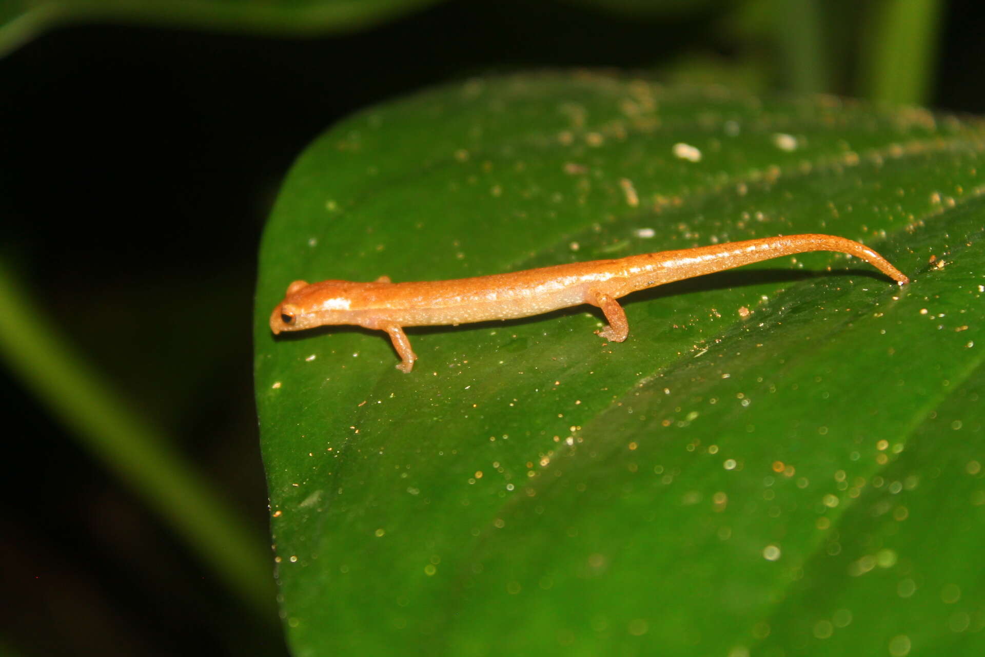 Image of Common Dwarf Salamander