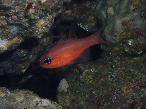 Image of Cardinal Fish