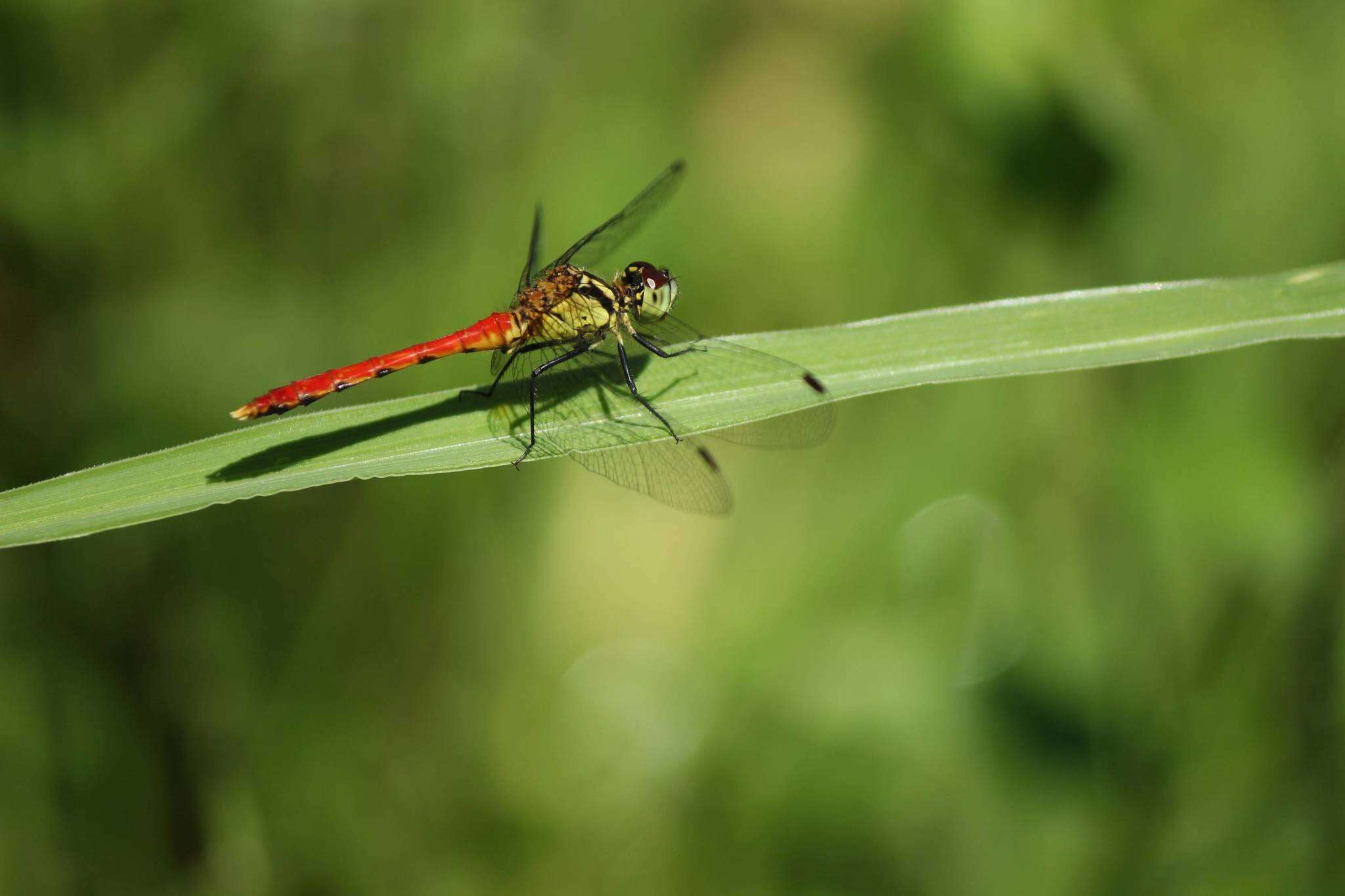 Image of Sympetrum parvulum (Bartenev 1912)