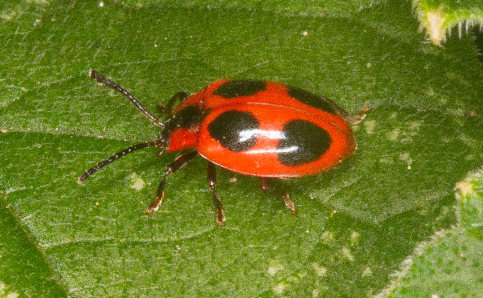 Image of False Ladybird