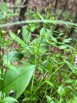 Image of Roan Mountain bluet