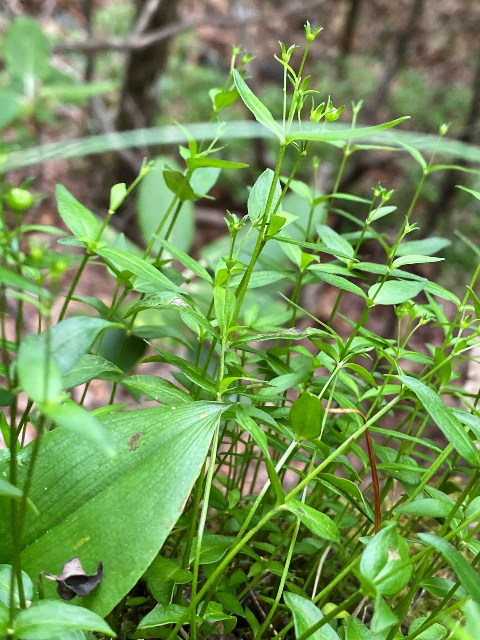 Imagem de Houstonia purpurea var. montana (Small) Terrell