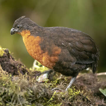 Image of Dark-backed Wood Quail