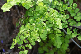 Image of Adiantum aethiopicum L.